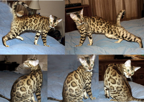 Bengal Kittens For Sale Bengal Champions